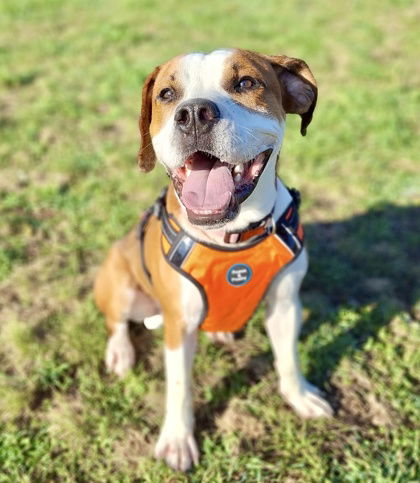 adoptable Dog in Gwinn, MI named Shilo