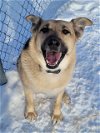 adoptable Dog in , AK named CLEO