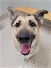 adoptable Dog in fairbanks, AK named CLEO