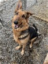 adoptable Dog in , AK named LILLY