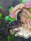 adoptable Fish in , AK named *TRUIT