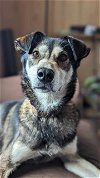 adoptable Dog in fairbanks, AK named SMOKE