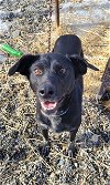 adoptable Dog in fairbanks, AK named JARVI