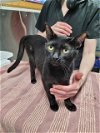 adoptable Cat in fairbanks, AK named JINXIE