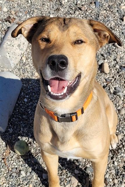 adoptable Dog in Fairbanks, AK named *ROGER