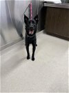 adoptable Dog in , AK named ROCCO