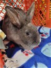 adoptable Rabbit in , AK named *TULIP