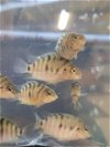 adoptable Fish in , AK named *ALLY