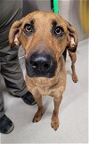 adoptable Dog in , AK named LILLITH
