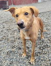 adoptable Dog in , AK named *PANDYA