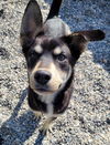 adoptable Dog in , AK named OZZIE