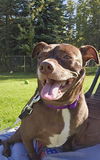 adoptable Dog in , AK named MAXWELL