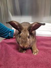 adoptable Rabbit in , AK named *BLOSSOM