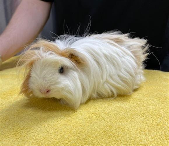 adoptable Guinea Pig in Fairbanks, AK named CHOCOLATE