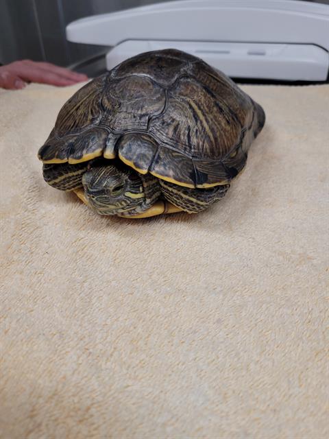 adoptable Turtle in Fairbanks, AK named *ATHENA