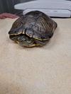 adoptable Turtle in  named *ATHENA