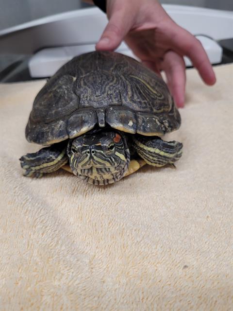 adoptable Turtle in Fairbanks, AK named *APOLLO