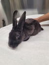 adoptable Rabbit in , AK named *MIDNIGHT