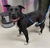 adoptable Dog in , AK named *AMADEUS