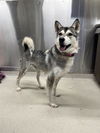 adoptable Dog in Fairbanks, AK named *EOWYN