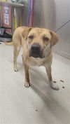 adoptable Dog in , AK named U