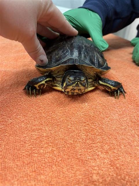 adoptable Turtle in Fairbanks, AK named POTATO