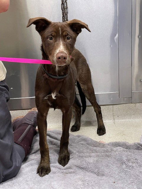 adoptable Dog in Fairbanks, AK named *PENNZ