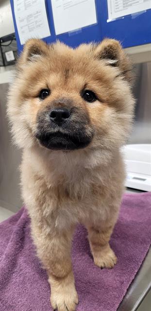 adoptable Dog in Fairbanks, AK named PUFFER