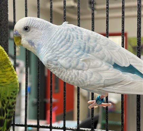 adoptable Bird in Fairbanks, AK named BLUEY