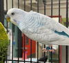 adoptable Bird in , AK named BLUEY