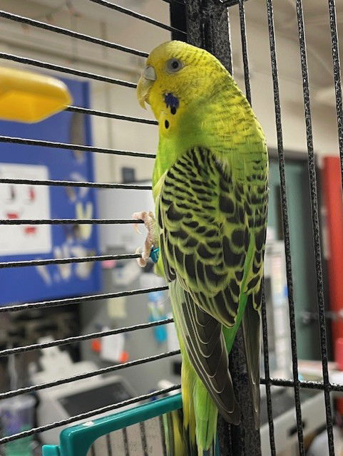 adoptable Bird in Fairbanks, AK named REN