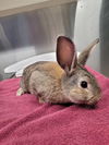 adoptable Rabbit in , AK named *ROSE