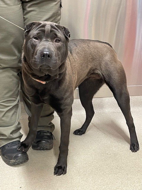 adoptable Dog in Fairbanks, AK named *BERNADETTE