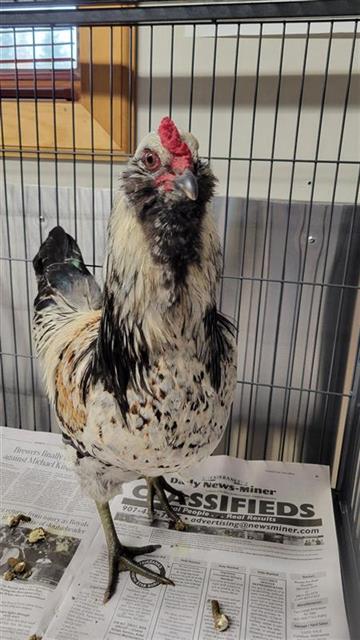 adoptable Chicken in Fairbanks, AK named FRED