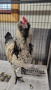 adoptable Chicken in  named FRED