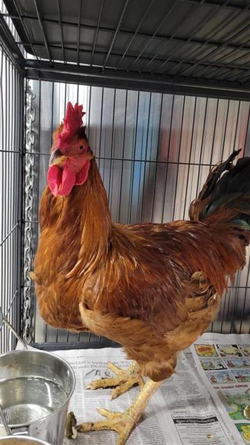 adoptable Chicken in Fairbanks, AK named CEREAL