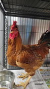 adoptable Chicken in  named CEREAL