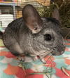 adoptable Chinchilla in  named YURI