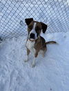 adoptable Dog in , AK named *MAX