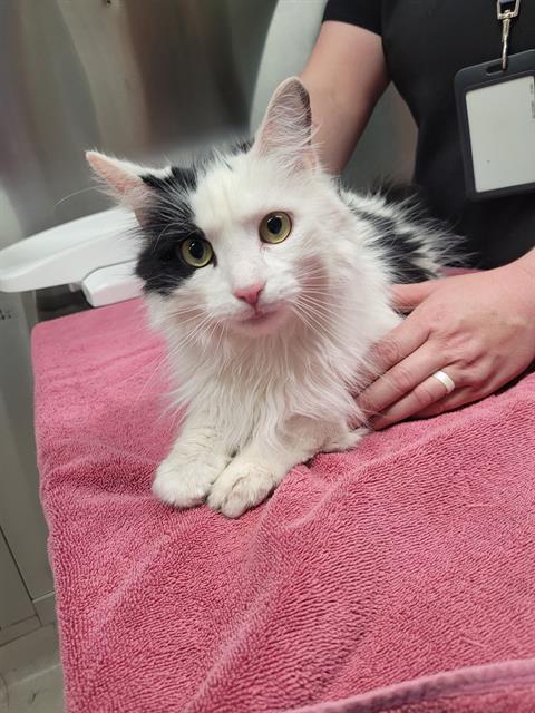 adoptable Cat in Fairbanks, AK named AUSTA