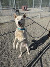 adoptable Dog in , AK named PRINCESS