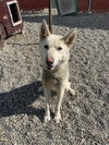 adoptable Dog in , AK named POLAR BEAR