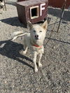 adoptable Dog in , AK named TOMMY BOY
