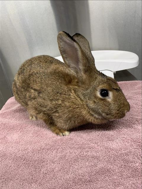 adoptable Rabbit in Fairbanks, AK named CEDAR