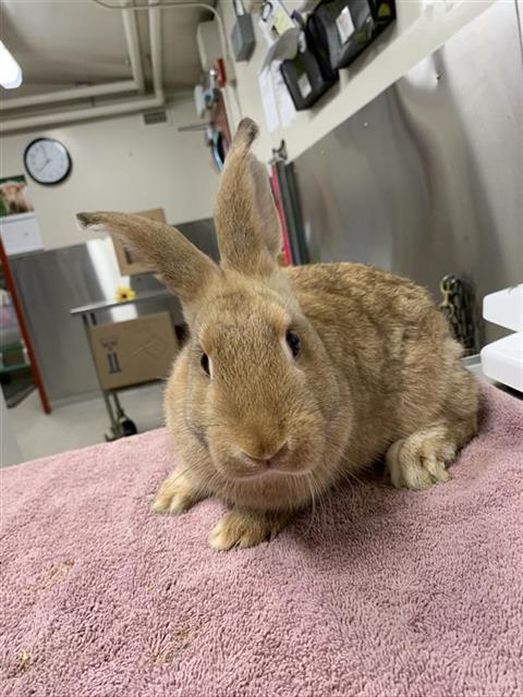 adoptable Rabbit in Fairbanks, AK named CLOVER