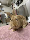 adoptable Rabbit in  named CLOVER