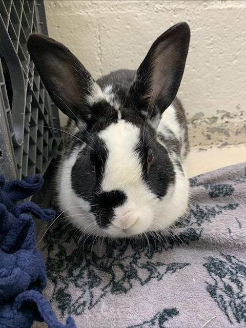 adoptable Rabbit in Fairbanks, AK named *VINCENT
