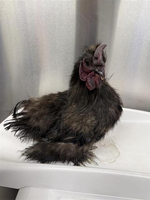 adoptable Chicken in Fairbanks, AK named MEENIE