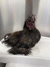 adoptable Chicken in , AK named MEENIE