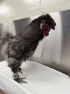 adoptable Chicken in , AK named MOE